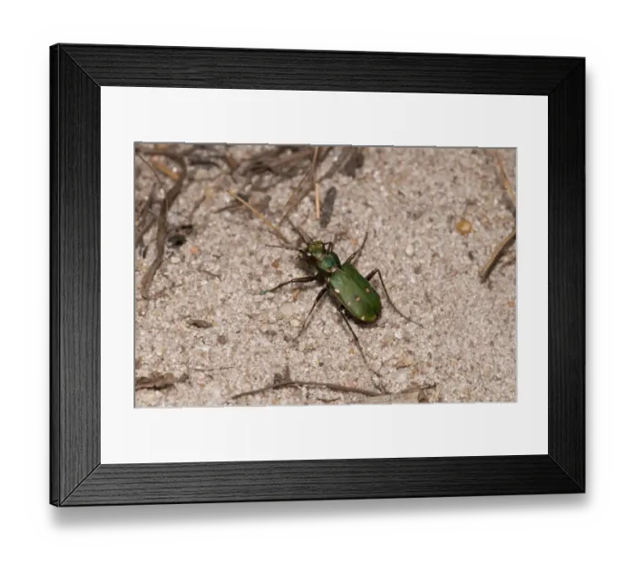 Framed Print : Green Tiger Beetle (Cicindela campestris) adult, on sandy ground, Thursley Common National Nature Reserve, Surrey Framed Print : Green Tiger Beetle (Cicindela campestris) adult, on sandy ground, Thursley Common National Nature Reserve, Surrey