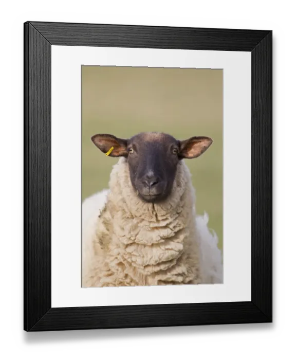 Framed Print : Domestic Sheep, Suffolk mule, ewe, close-up of head, in coastal grazing marsh, Suffolk, England, february Framed Print : Domestic Sheep, Suffolk mule, ewe, close-up of head, in coastal grazing marsh, Suffolk, England, february