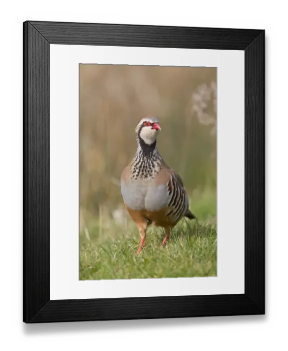 Framed Print : Red-legged Partridge (Alectoris rufa) adult male, standing on grass in field, Suffolk, England, march Framed Print : Red-legged Partridge (Alectoris rufa) adult male, standing on grass in field, Suffolk, England, march