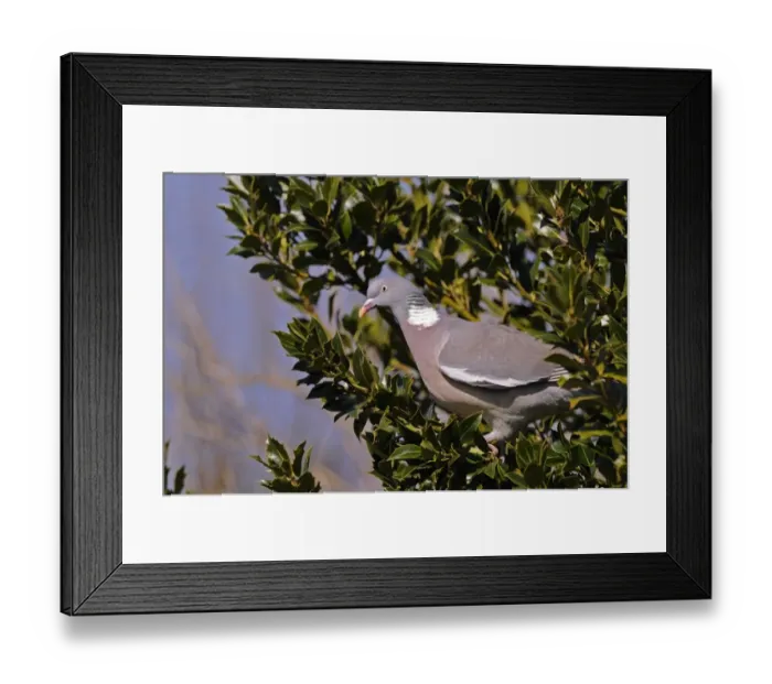 Framed Print : Wood Pigeon (Columba palumbus) adult, perched in holly tree, Oxfordshire, England, march Framed Print : Wood Pigeon (Columba palumbus) adult, perched in holly tree, Oxfordshire, England, march