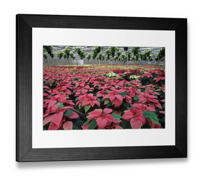 Framed Print : Poinsettia (Euphorbia pulcherrima) commercial crop, growing in large glasshouse, U. S. A Framed Print : Poinsettia (Euphorbia pulcherrima) commercial crop, growing in large glasshouse, U. S. A