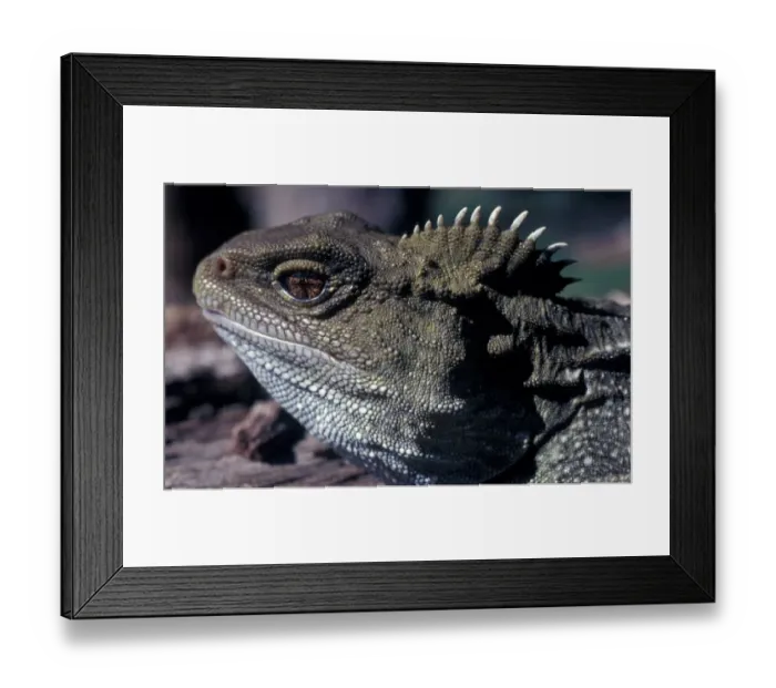 Framed Print : Tuatara (Sphenodon punctatus) Close-up of head