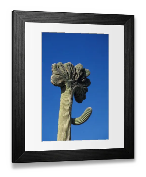 Framed Print : Cacti - Saguaro Cristate (Carnegiea gigantea) With fanlike top Framed Print : Cacti - Saguaro Cristate (Carnegiea gigantea) With fanlike top