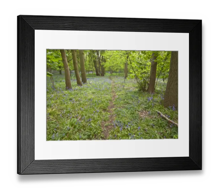 Framed Print : Spring carpet of Bluebells in Calke wood Suffolk Framed Print : Spring carpet of Bluebells in Calke wood Suffolk