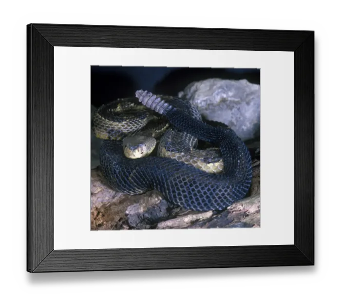 Framed Print : Timber Rattlesnake (Crotalus horridus) On rocks - Yellow phase Framed Print : Timber Rattlesnake (Crotalus horridus) On rocks - Yellow phase