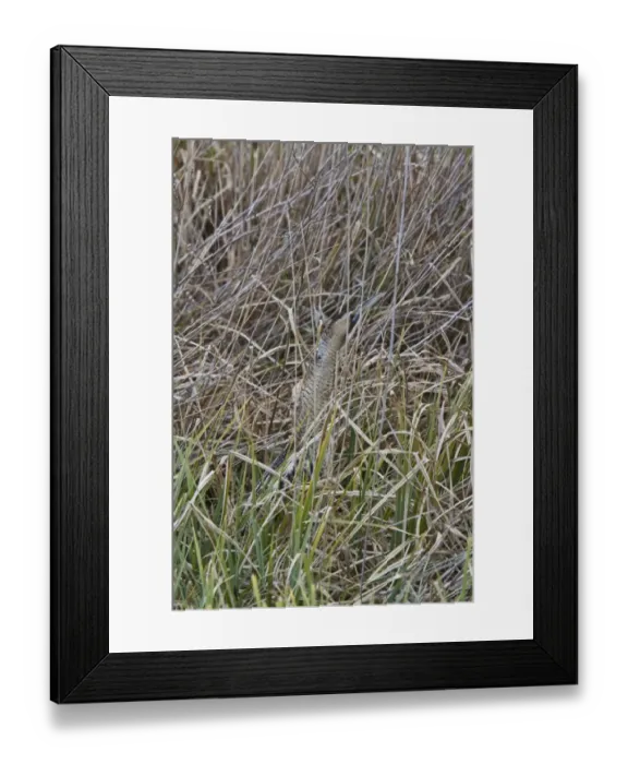 Framed Print : A well camouflaged Great Bittern in reeds at RPSB Minsmere Suffolk Framed Print : A well camouflaged Great Bittern in reeds at RPSB Minsmere Suffolk