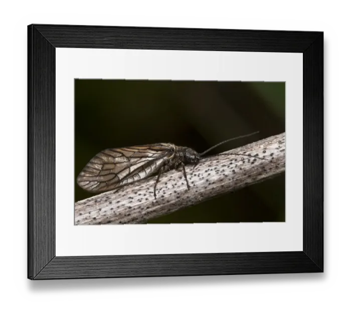 Framed Print : Alderfly (Sialis lutaria) adult, resting on stem, Crossness Nature Reserve, Bexley, Kent, England, may Framed Print : Alderfly (Sialis lutaria) adult, resting on stem, Crossness Nature Reserve, Bexley, Kent, England, may