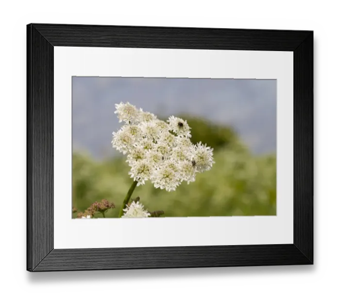 Framed Print : Hogweed (Heracleum sphondylium) flowering, with insects feeding on umbel, Crossness Nature Reserve, Bexley, Kent Framed Print : Hogweed (Heracleum sphondylium) flowering, with insects feeding on umbel, Crossness Nature Reserve, Bexley, Kent