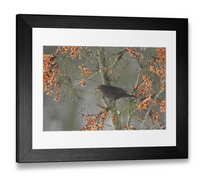 Framed Print : European Blackbird (Turdus merula) adult female, feeding on Sea Buckthorn (Hippophae rhamnoides) berries Framed Print : European Blackbird (Turdus merula) adult female, feeding on Sea Buckthorn (Hippophae rhamnoides) berries