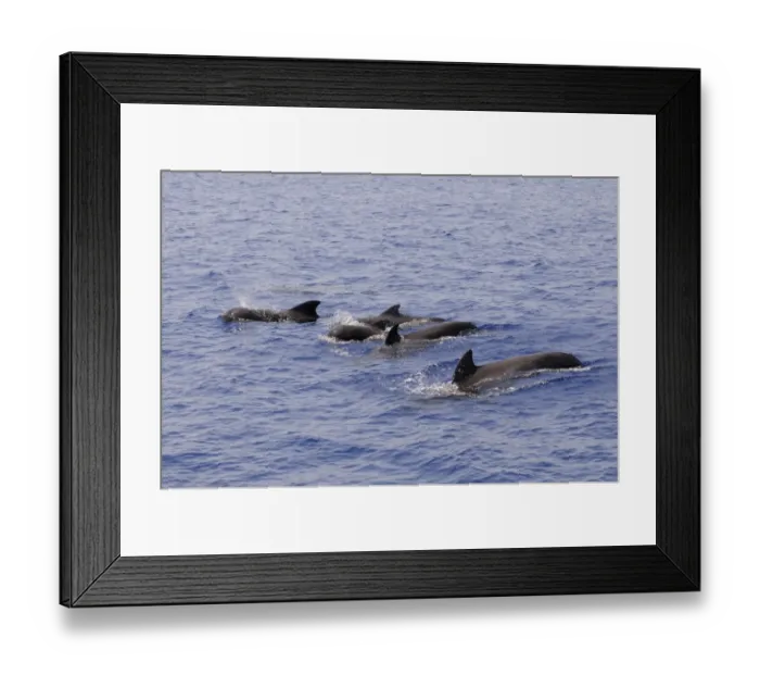 Framed Print : Short-finned Pilot Whale (Globicephala macrorhynchus) pod, surfacing from water, Maldives, march