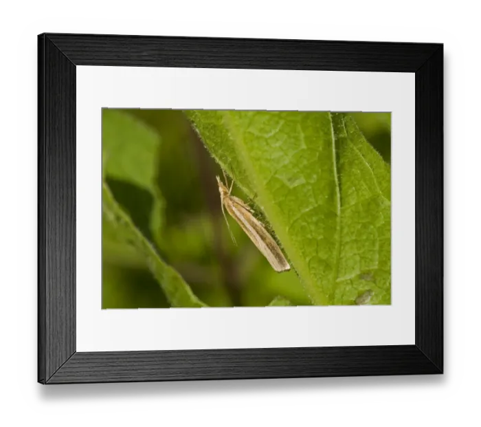 Framed Print : Common Grass-veneer (Agriphila tristella) adult, resting on underside of leaf in meadow, near Downe, Kent, England Framed Print : Common Grass-veneer (Agriphila tristella) adult, resting on underside of leaf in meadow, near Downe, Kent, England