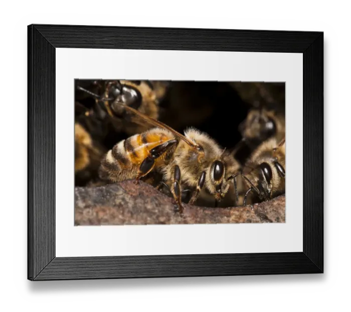 Framed Print : Western Honey Bee (Apis mellifera) guard workers, guarding nest entrance, nesting in Thames Water hydrant chamber Framed Print : Western Honey Bee (Apis mellifera) guard workers, guarding nest entrance, nesting in Thames Water hydrant chamber