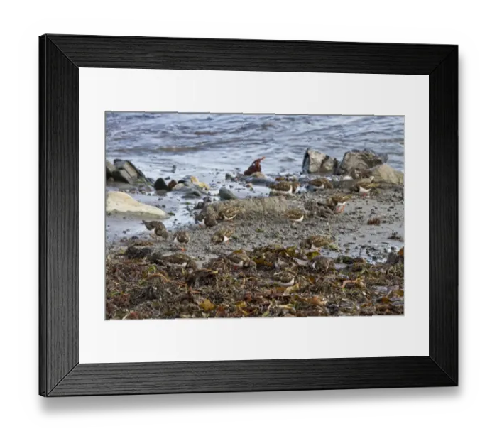Framed Print : Ruddy Turnstones flock feeding on seaweed covered beach, Jura, Scotland