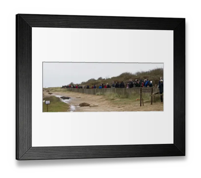Framed Print : Grey Seal (Halichoerus grypus) adult females with whitecoat pups, colony in roped off area with visitors behind fence