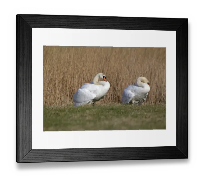 Framed Print : Mute Swan (Cygnus olor) two adult males, parallel walking before comitting to fight Framed Print : Mute Swan (Cygnus olor) two adult males, parallel walking before comitting to fight