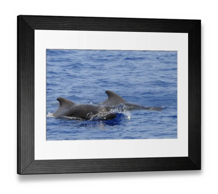 Framed Print : Short-finned Pilot Whale (Globicephala macrorhynchus) two adults, surfacing from water, Maldives, march Framed Print : Short-finned Pilot Whale (Globicephala macrorhynchus) two adults, surfacing from water, Maldives, march