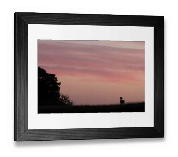 Framed Print : Fallow Deer (Dama dama) doe, silhouetted at sunrise, Kent, England, october