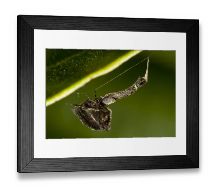 Framed Print : Feather-legged Lace Weaver (Uloborus plumipes) adult, hanging from web underneath leaf in garden, Belvedere, Bexley Framed Print : Feather-legged Lace Weaver (Uloborus plumipes) adult, hanging from web underneath leaf in garden, Belvedere, Bexley