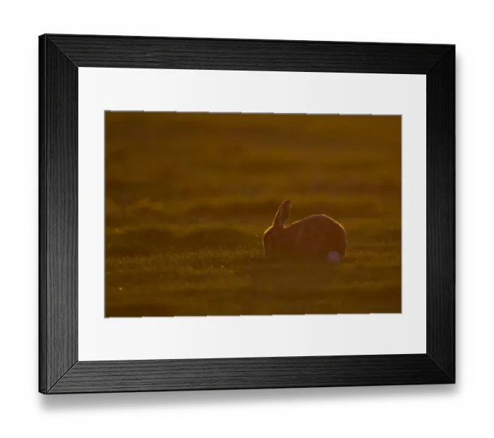 Framed Print : European Hare (Lepus europaeus) adult, feeding, backlit at sunset, Suffolk, England, march Framed Print : European Hare (Lepus europaeus) adult, feeding, backlit at sunset, Suffolk, England, march