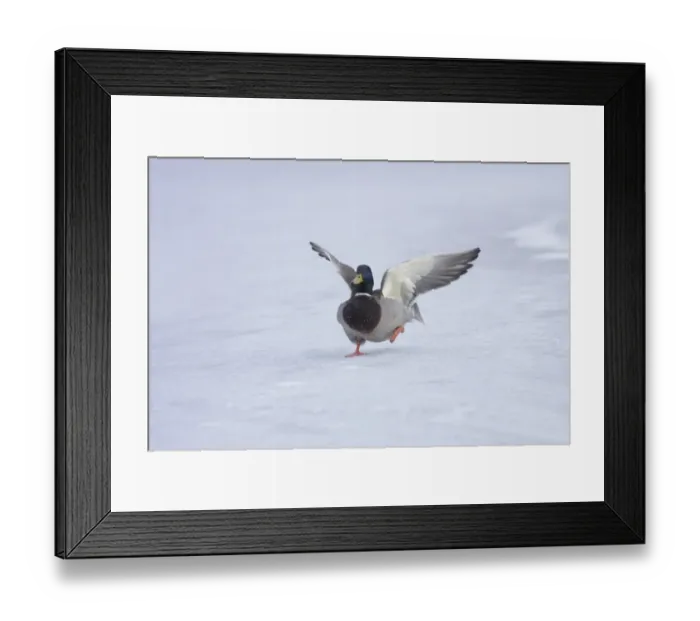Framed Print : Mallard Duck (Anas platyrhynchos) adult male, landing on frozen lake surface in snow, West Yorkshire, England, february Framed Print : Mallard Duck (Anas platyrhynchos) adult male, landing on frozen lake surface in snow, West Yorkshire, England, february