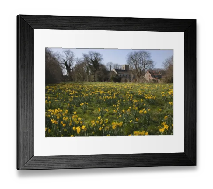 Framed Print : Daffodil (Narcissus pseudonarcissus) flowering mass, growing in grassland habitat, with village church in background