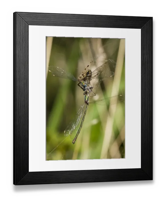 Framed Print : Garden Orb Spider (Araneus diadematus) adult, with Willow Emerald Damselfly (Chalcolestes viridis) Framed Print : Garden Orb Spider (Araneus diadematus) adult, with Willow Emerald Damselfly (Chalcolestes viridis)