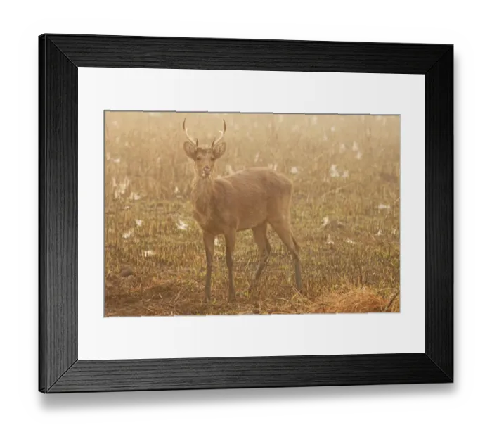 Framed Print : Swamp Deer (Rucervus duvaucelii duvaucelii) soft-ground form, immature male Framed Print : Swamp Deer (Rucervus duvaucelii duvaucelii) soft-ground form, immature male