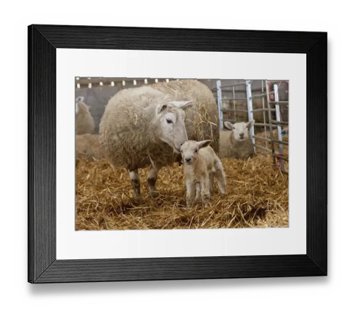 Framed Print : Domestic Sheep, Texel cross ewe with newborn Texel sired lamb, on straw bedding in lambing shed, Welshpool, Powys Framed Print : Domestic Sheep, Texel cross ewe with newborn Texel sired lamb, on straw bedding in lambing shed, Welshpool, Powys