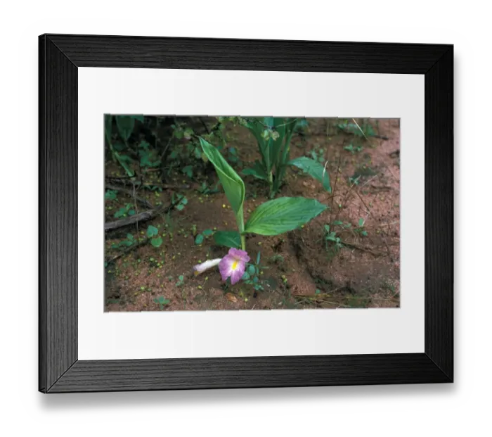 Framed Print : Mauve Ginger, Kaempferia aethiopica Framed Print : Mauve Ginger, Kaempferia aethiopica