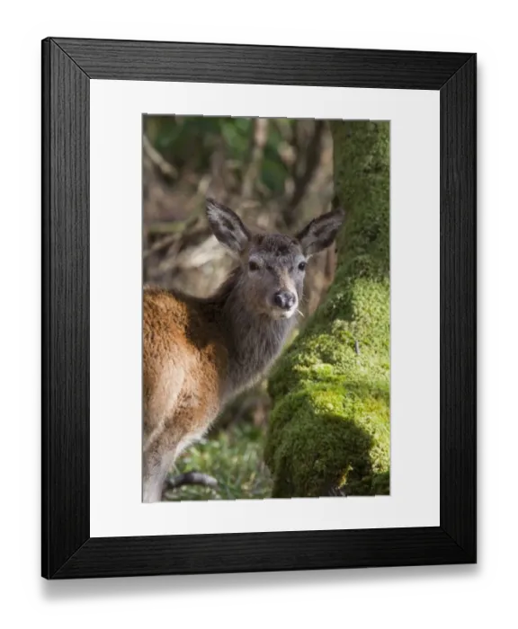 Framed Print : Red Deer hind in woodland on Islay Scotland