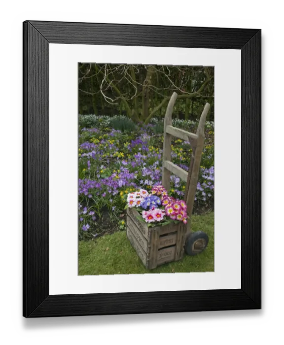 Framed Print : Polyanthus Primrose (Primula sp. ) flowering, in wooden crate on sack-barrow, with winter aconites Framed Print : Polyanthus Primrose (Primula sp. ) flowering, in wooden crate on sack-barrow, with winter aconites