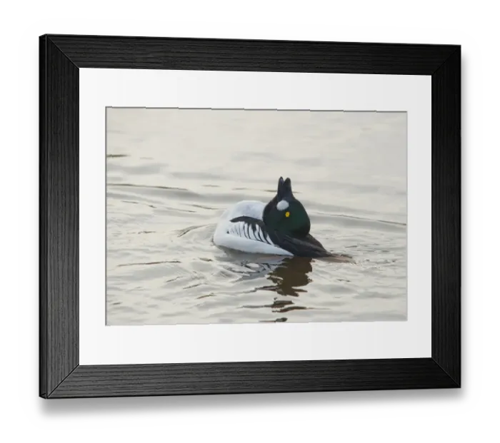Framed Print : Common Goldeneye (Bucephala clangula) adult male, displaying on water, Martin Mere, Lancashire, England, march Framed Print : Common Goldeneye (Bucephala clangula) adult male, displaying on water, Martin Mere, Lancashire, England, march