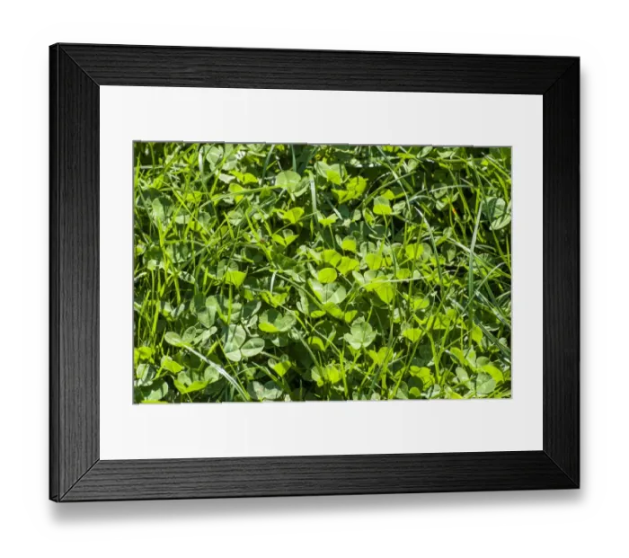 Framed Print : White Clover (Trifolium repens) leaves, growing amongst grass in pasture, Cheshire, England, march Framed Print : White Clover (Trifolium repens) leaves, growing amongst grass in pasture, Cheshire, England, march
