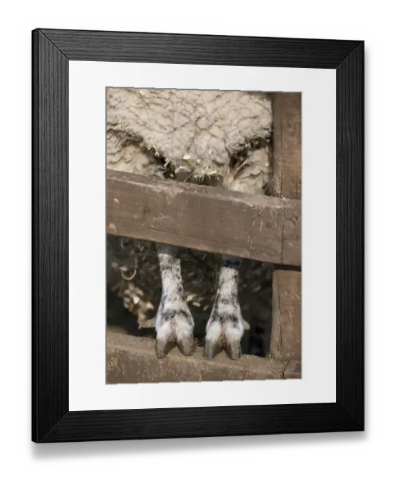 Framed Print : Domestic Sheep, adult, close-up of legs and feet, standing on fence, England, march