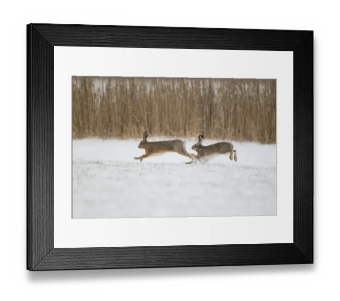 Framed Print : European Hare (Lepus europaeus) adult pair, running, male chasing female in snow covered field, Suffolk, England Framed Print : European Hare (Lepus europaeus) adult pair, running, male chasing female in snow covered field, Suffolk, England
