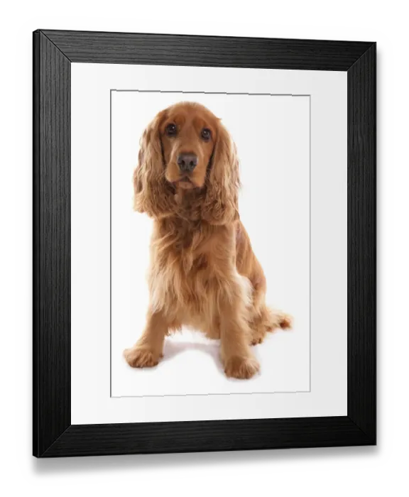 Framed Print : Domestic Dog, Cocker Spaniel, adult, sitting Framed Print : Domestic Dog, Cocker Spaniel, adult, sitting