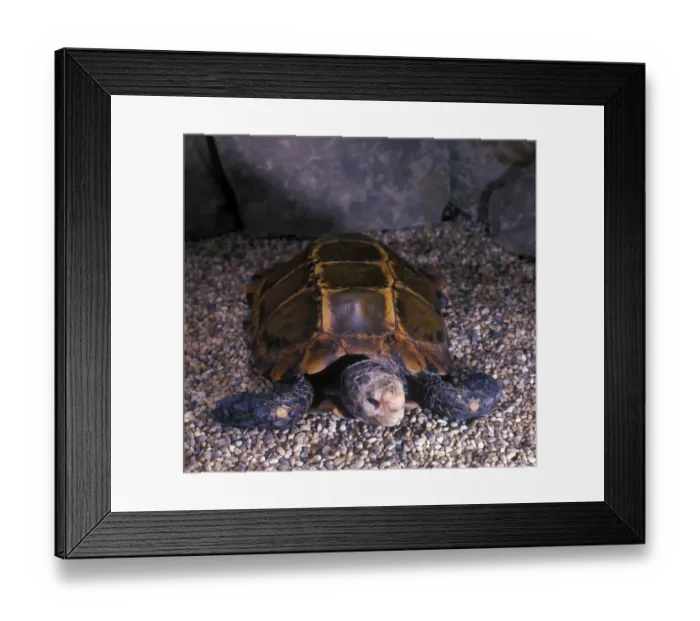 Framed Print : Tortoise - Burmese Brown (Geochelone emys) Close-up / on stones Framed Print : Tortoise - Burmese Brown (Geochelone emys) Close-up / on stones