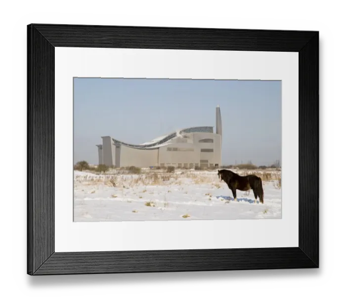 Framed Print : Horse, adult, standing in snow, used for conservation grazing on marshland Framed Print : Horse, adult, standing in snow, used for conservation grazing on marshland