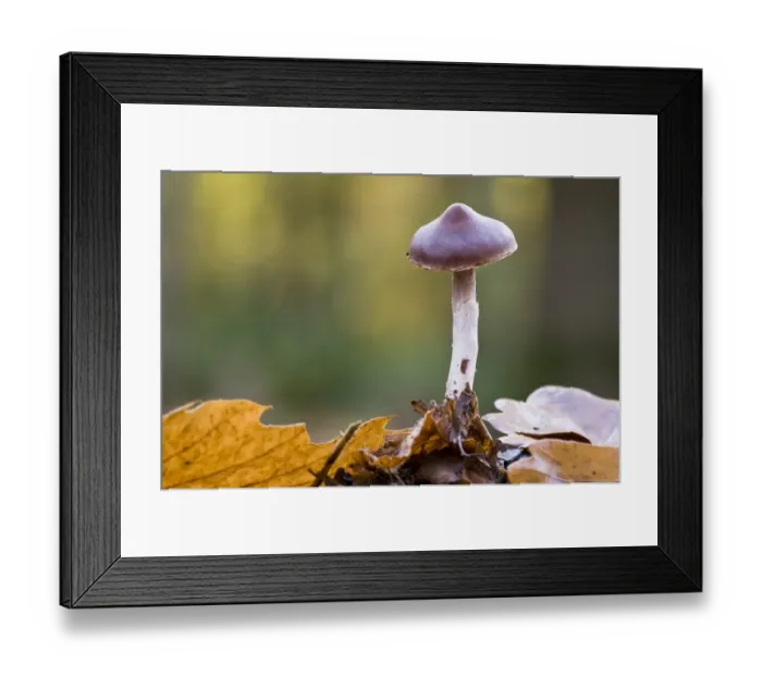 Framed Print : Slender Webcap (Cortinarius casimiri) fruiting body, growing in leaf litter, Brede High Woods, West Sussex, England