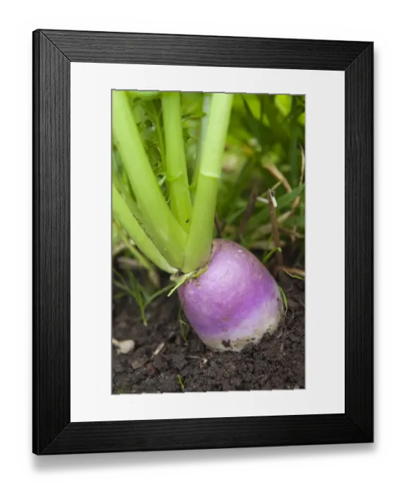 Framed Print : Turnip (Brassica rapa var. rapa) bulbous taproot, growing in field, England, september Framed Print : Turnip (Brassica rapa var. rapa) bulbous taproot, growing in field, England, september