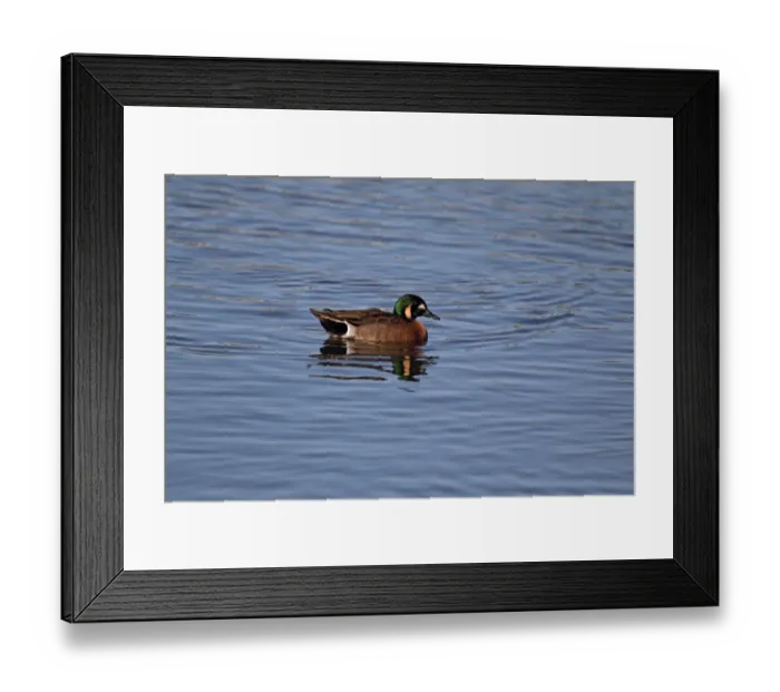 Framed Print : Baikal Teal (Anas formosa) x Blue-winged Teal (Anas discors) hybrid, escape from private collection, adult male Framed Print : Baikal Teal (Anas formosa) x Blue-winged Teal (Anas discors) hybrid, escape from private collection, adult male