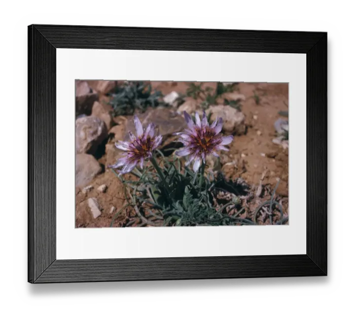 Framed Print : Dwarf Goatsbeard (Tragopogon collinum) Jordan