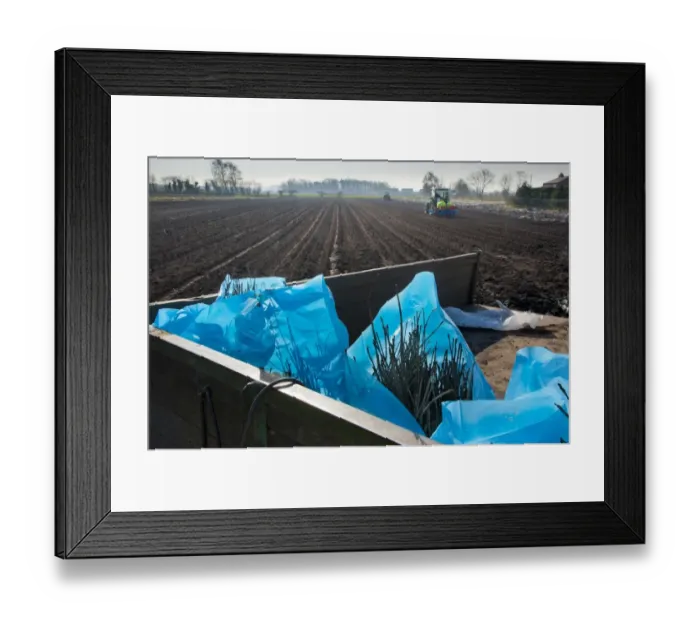 Framed Print : Tree planting, Rowan (Sorbus aucuparia) saplings in bags ready for planting in field Framed Print : Tree planting, Rowan (Sorbus aucuparia) saplings in bags ready for planting in field