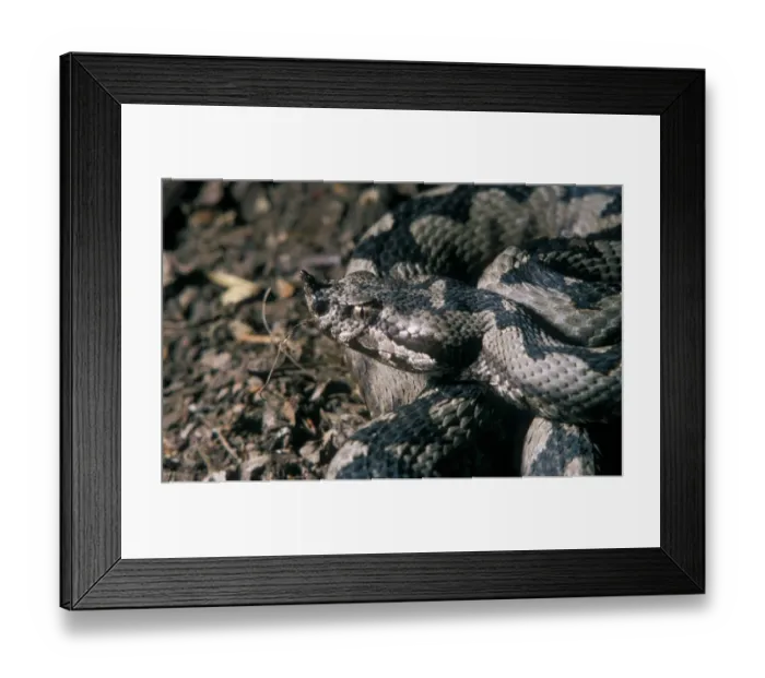 Framed Print : Horned Viper male Framed Print : Horned Viper male