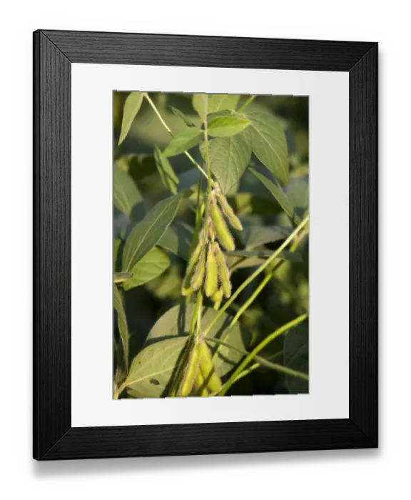 Framed Print : Soya Bean (Glycine max) crop, close-up of pods on plant, Pennsylvania, U. S. A. august Framed Print : Soya Bean (Glycine max) crop, close-up of pods on plant, Pennsylvania, U. S. A. august