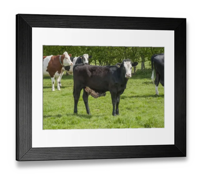 Framed Print : Domestic Cattle, young dairy heifer, with warts on belly, standing in pasture, Cheshire, England, april Framed Print : Domestic Cattle, young dairy heifer, with warts on belly, standing in pasture, Cheshire, England, april