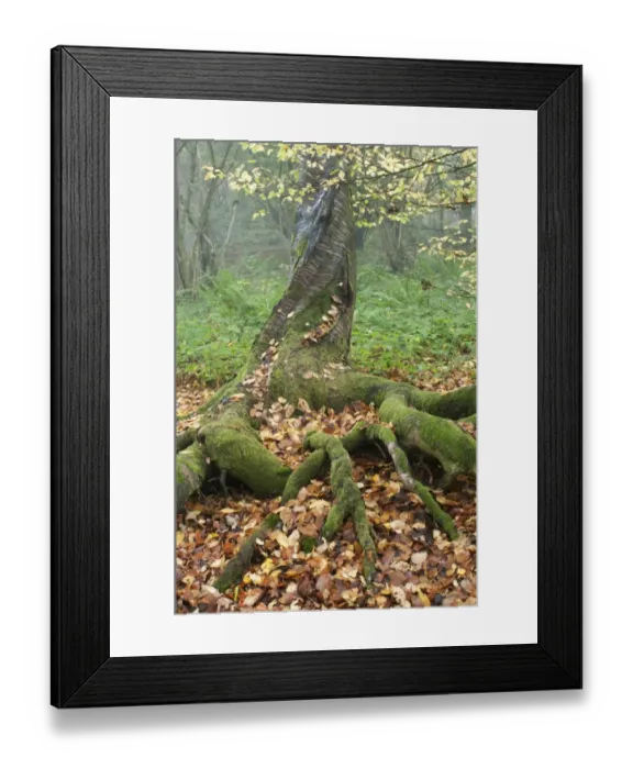 Framed Print : Wild Cherry (Prunus avium) trunk and roots, with fallen leaves in coppice woodland, Kent, England, november Framed Print : Wild Cherry (Prunus avium) trunk and roots, with fallen leaves in coppice woodland, Kent, England, november