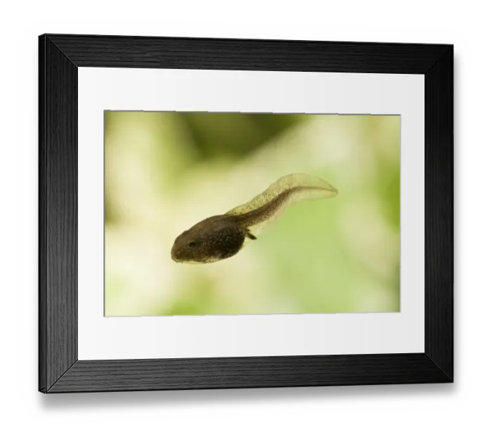 Framed Print : Common Frog (Rana temporaria) tadpole, swimming, Belvedere, Bexley, Kent, England Framed Print : Common Frog (Rana temporaria) tadpole, swimming, Belvedere, Bexley, Kent, England