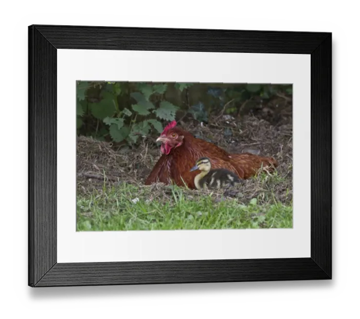 Framed Print : Domestic Chicken, 2 year old New Hampshire red cross, with adopted 14 day old mallard duckling (Anas platyrhynchos) Framed Print : Domestic Chicken, 2 year old New Hampshire red cross, with adopted 14 day old mallard duckling (Anas platyrhynchos)