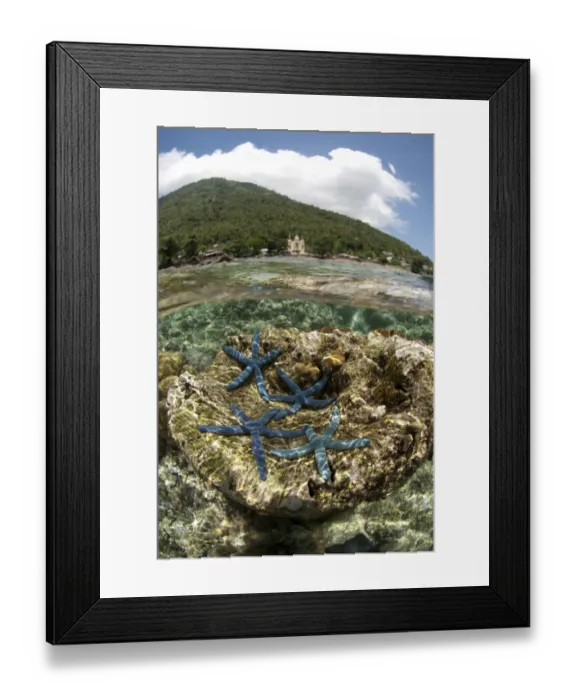 Framed Print : Blue Starfish (Linckia laevigata) four adults, on coral with volcano in background, viewed from above and below water Framed Print : Blue Starfish (Linckia laevigata) four adults, on coral with volcano in background, viewed from above and below water